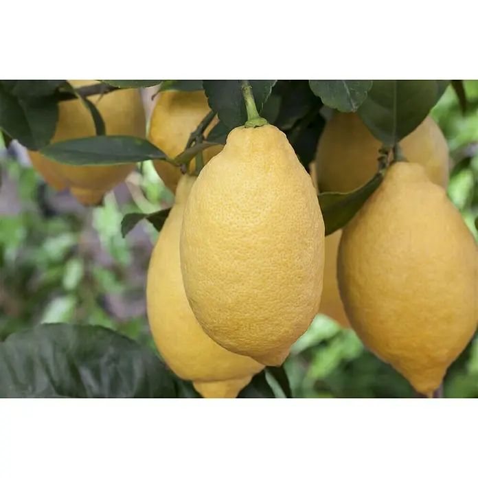 Piardino Zitronenbaum - Citrus limon, Topfgröße: 20 cm - Nahaufnahme von Zitronen, die an einem Baum hängen und die reiche Ernte und natürliche Schönheit der Zitrusfrüchte zeigen.