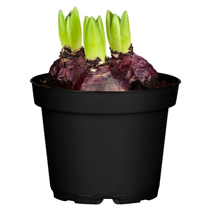 Piardino Hyazinthe (Hyacinthus orientalis) | BAUHAUS