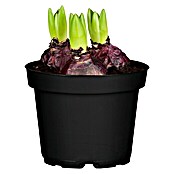Piardino Hyazinthe (Hyacinthus orientalis) | BAUHAUS