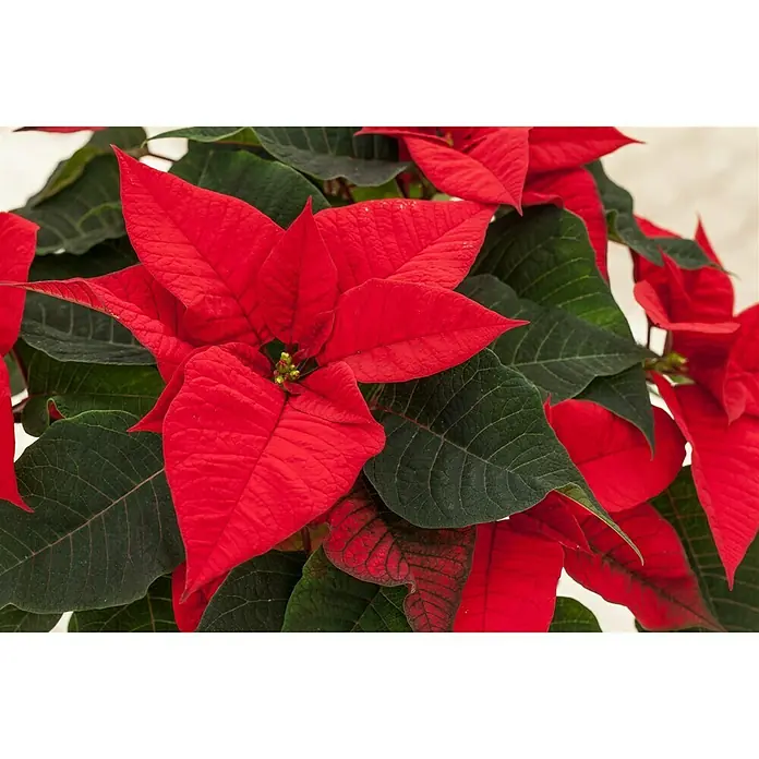 Piardino Weihnachtsstern - Euphorbia pulcherrima, Rot, Topfgröße: 13 cm - Detailaufnahme einer roten Weihnachtssternpflanze mit grünen Blättern, die die festliche Saison perfekt einfängt.