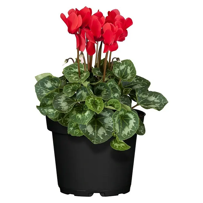 Piardino Zimmer-Alpenveilchen - Cyclamen persicum, Topfgröße: 13 cm, Rot - Nahaufnahme einer roten Zimmer- Alpenveilchenpflanze in einem schwarzen Topf, die ihre leuchtenden Blüten und herzförmigen Blätter zeigt.