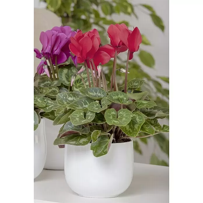 Piardino Zimmer-Alpenveilchen - Cyclamen persicum, Topfgröße: 13 cm, Rot - Stimmungsaufnahme