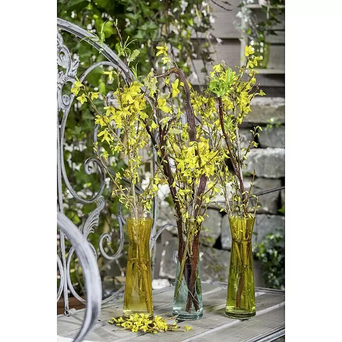 Piardino Dekozweige Schnittgrün - Forsythie - Stimmungsaufnahme