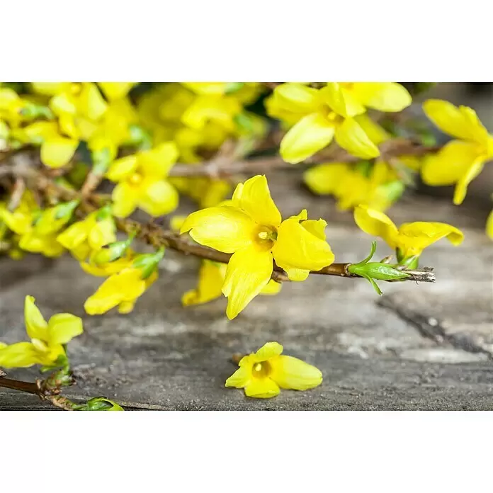 Piardino Dekozweige Schnittgrün - Forsythie - Stimmungsaufnahme