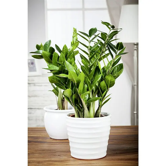 Piardino Zamioculca - Zamioculcas zamiifolia, Tamaño de maceta: 14 cm - Elegante planta de interior, una Zamioculcas Zamiifolia, en una maceta blanca sobre una mesa de madera, aporta toques verdes frescos a cualquier habitación.
