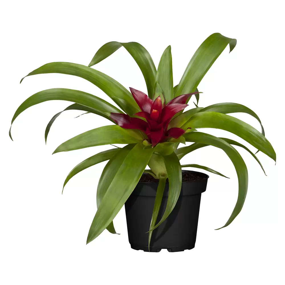 dracena fragrans lemon lime Dracaena Lemon Lime, 10” pot – Green Millennium main image 0