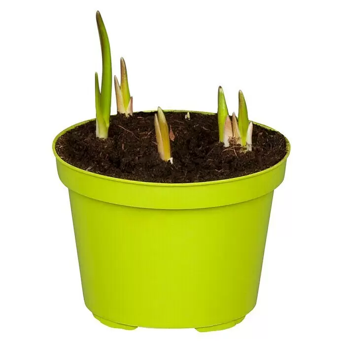 Piardino Frühlingsblumenzwiebeln SchachbrettblumeViolett, Fritillaria meleagris, Blütezeit: April Front View