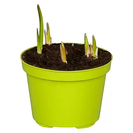 Piardino  Frühlingsblumenzwiebeln Schachbrettblume