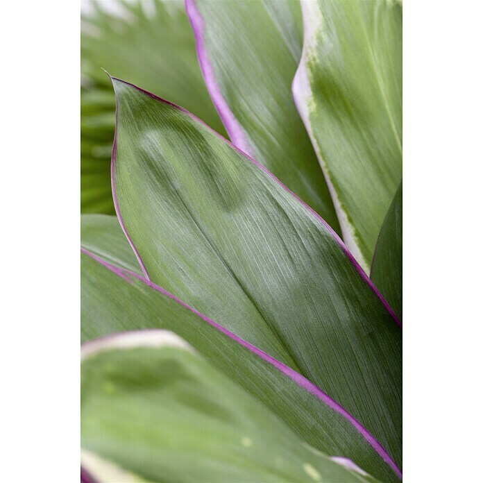 Piardino Keulenlilie (Cordyline australis Red Star) | BAUHAUS