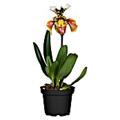 Orchidee (Topfgröße: 12 cm, Anzahl Triebe: 1, Aufrecht)
