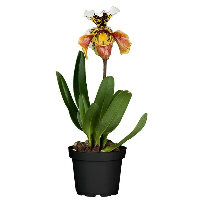 Piardino Orchidee Frauenschuh - Paphiopedilum, Topfgre: 12 cm, Mehrfarbig  online kaufen bei BAUHAUS
