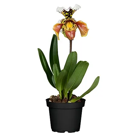 Piardino  Orchidee Frauenschuh
