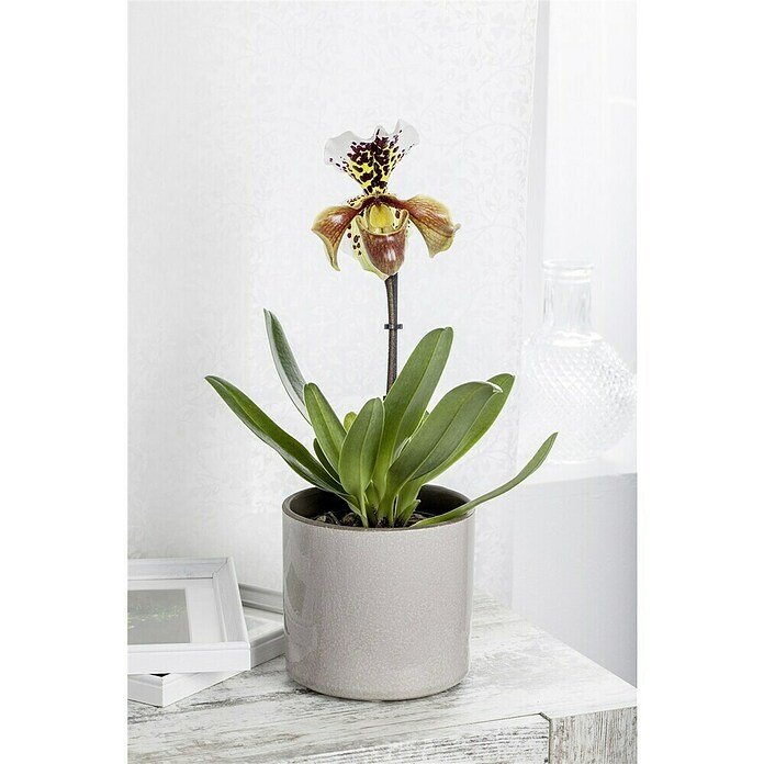Orchidee (Topfgröße: 12 cm, Anzahl Triebe: 1, Aufrecht)