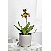 Orchidee (Topfgröße: 12 cm, Anzahl Triebe: 1, Aufrecht)