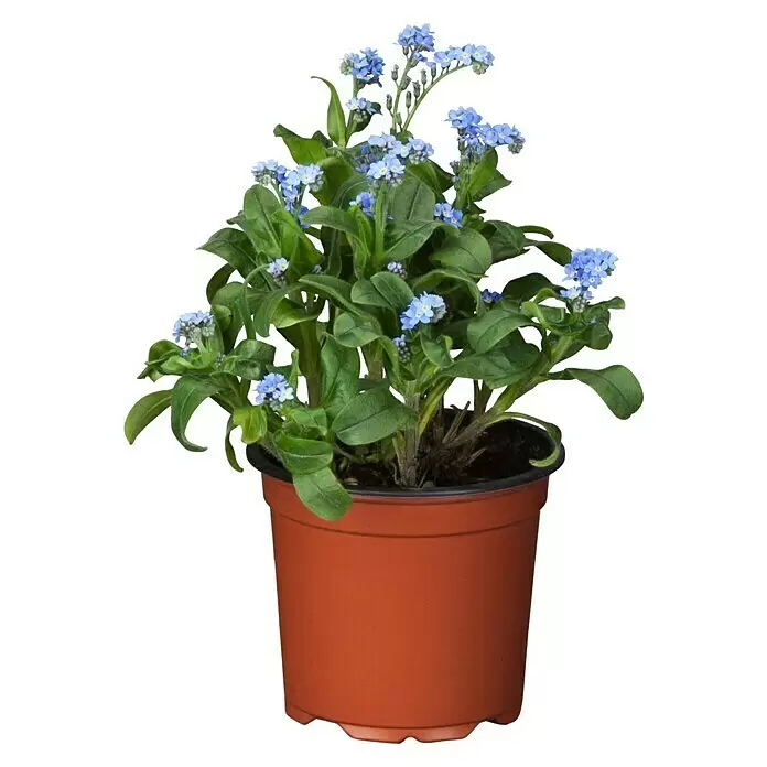 Piardino FrühlingsblüherMyosotis sylvatica, Topfgröße: 10 cm, Blau
