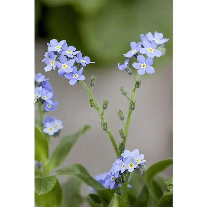 Piardino FrühlingsblüherMyosotis sylvatica, Topfgröße: 10 cm, Blau - Nahaufnahme von zarten, hellblauen Vergissmeinnicht-Blüten mit gelben Zentren, die auf grünen Stielen vor einem unscharfen Hintergrund blühen.