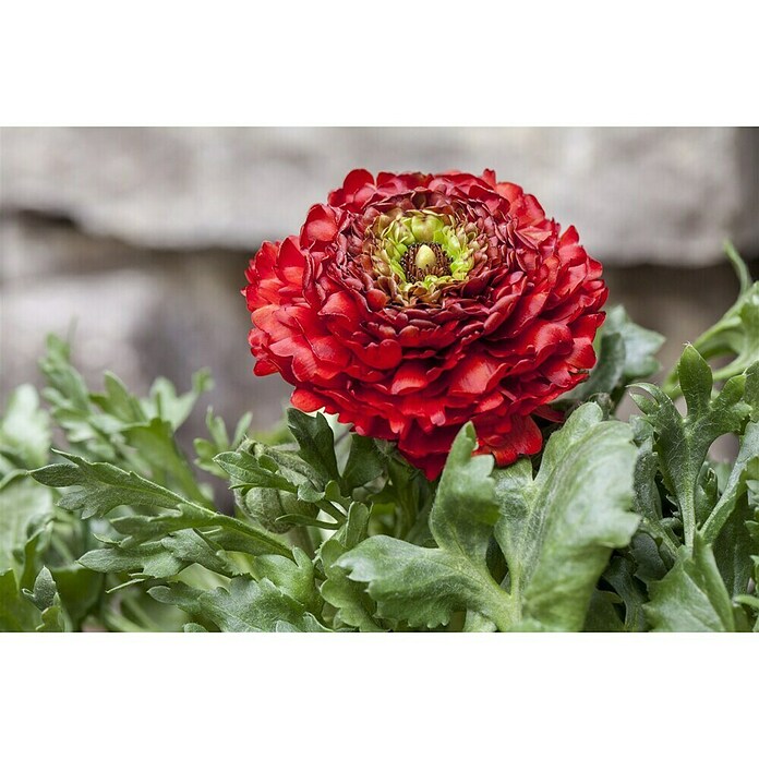 Piardino Ranunculus (Ranunculus, Tamaño de maceta: 11 cm) | BAUHAUS