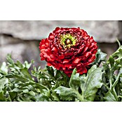 Piardino Ranunculus (Ranunculus, Tamaño de maceta: 11 cm) | BAUHAUS