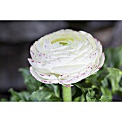 Piardino Ranunculus (Ranunculus, Tamaño de maceta: 11 cm) | BAUHAUS