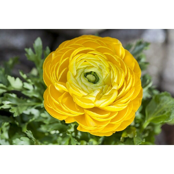 Piardino Ranunculus (Ranunculus, Tamaño de maceta: 11 cm) | BAUHAUS