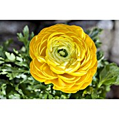 Piardino Ranunculus (Ranunculus, Tamaño de maceta: 11 cm) | BAUHAUS