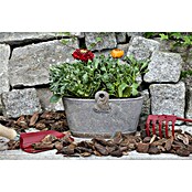 Piardino Ranunculus (Ranunculus, Tamaño de maceta: 11 cm) | BAUHAUS