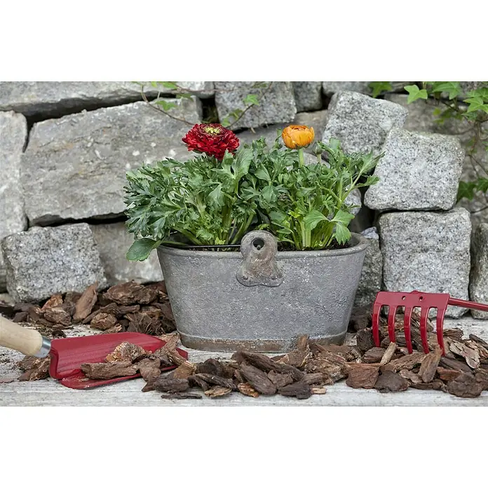 Piardino Ranunculus - Ranunculus, Tamaño de maceta: 11 cm - Primer plano de una jardinera gris con flores naranjas y rojas sobre un muro de piedra, con herramientas de jardinería y mantillo.
