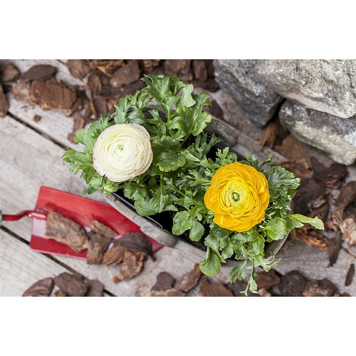 Piardino Ranunculus (Ranunculus, Tamaño de maceta: 11 cm) | BAUHAUS
