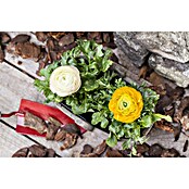Piardino Ranunculus (Ranunculus, Tamaño de maceta: 11 cm) | BAUHAUS