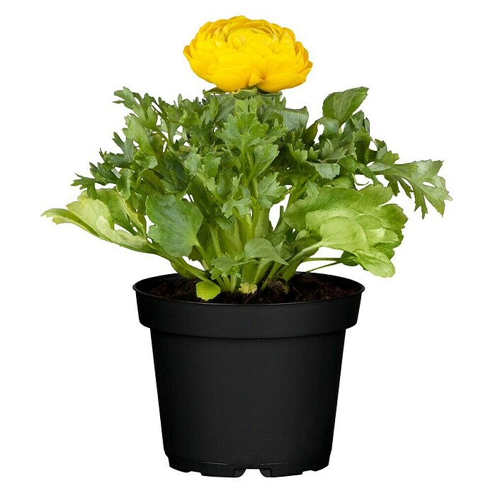 Piardino Ranunculus (Ranunculus, Tamaño de maceta: 11 cm) | BAUHAUS