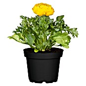 Piardino Ranunculus (Ranunculus, Tamaño de maceta: 11 cm) | BAUHAUS