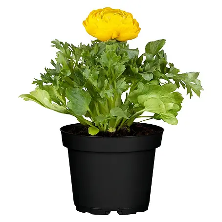 Piardino Ranunculus