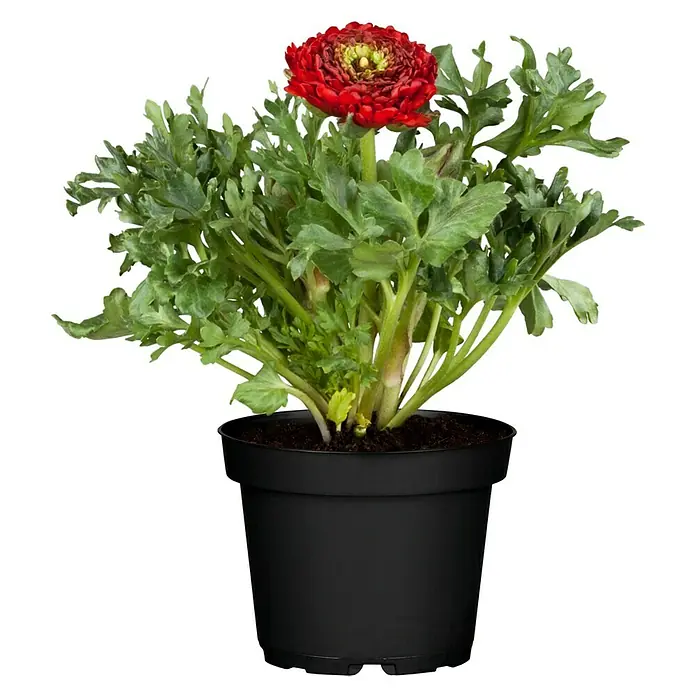 Piardino Ranunculus - Ranunculus, Tamaño de maceta: 14 cm - Primer plano de una flor de ranúnculo roja en una maceta negra sobre una mesa.
