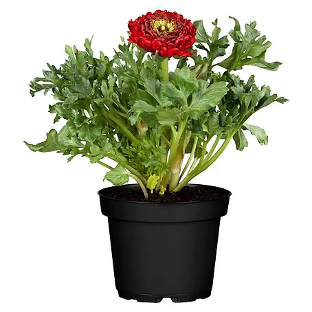 Piardino Ranunculus
