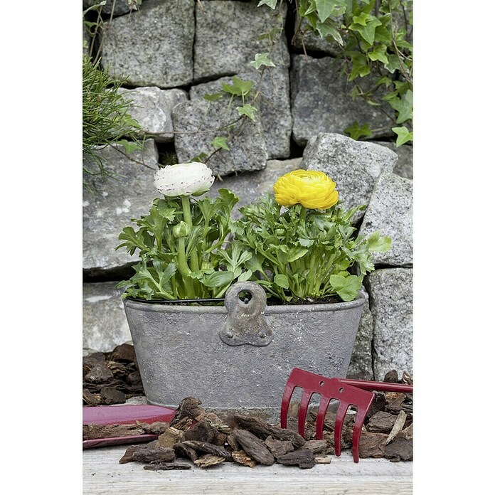 Piardino Ranunculus (Ranunculus, Tamaño de maceta: 11 cm) | BAUHAUS