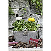 Piardino Ranunculus (Ranunculus, Tamaño de maceta: 11 cm) | BAUHAUS