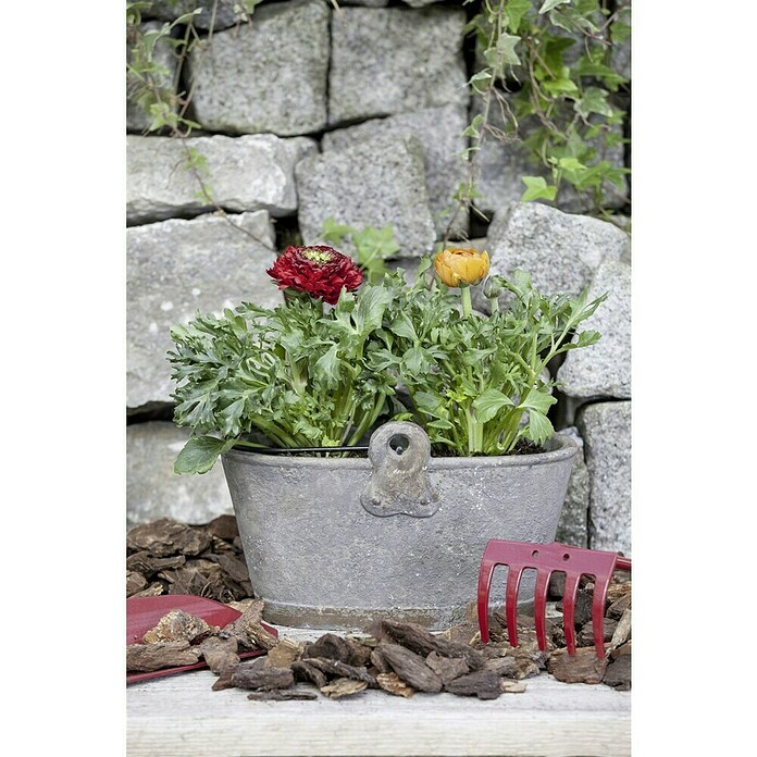 Piardino Ranunculus (Ranunculus, Tamaño de maceta: 11 cm) | BAUHAUS