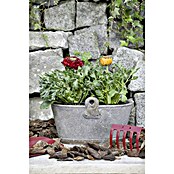 Piardino Ranunculus (Ranunculus, Tamaño de maceta: 11 cm) | BAUHAUS