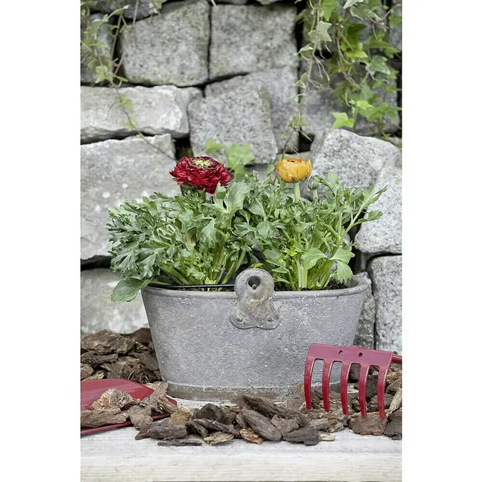 Piardino Ranunculus - Ranunculus, Tamaño de maceta: 11 cm - Maceta con ranúnculos rojos y amarillos, rodeada de mantillo y herramientas de jardín frente a un muro de piedra.