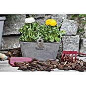 Piardino Ranunculus (Ranunculus, Tamaño de maceta: 11 cm) | BAUHAUS