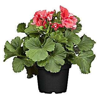 Piardino Geranio de pensamiento (Pelargonium grandiflorum, Tamaño de maceta: 13 cm, En función de la variedad)
