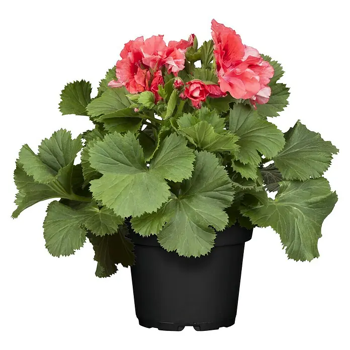 Piardino Geranio de pensamiento - Pelargonium grandiflorum, Tamaño de maceta: 13 cm, En función de la variedad - Geranio en floración, rojo vibrante y lleno, en maceta negra, un acento llamativo para cualquier espacio.
