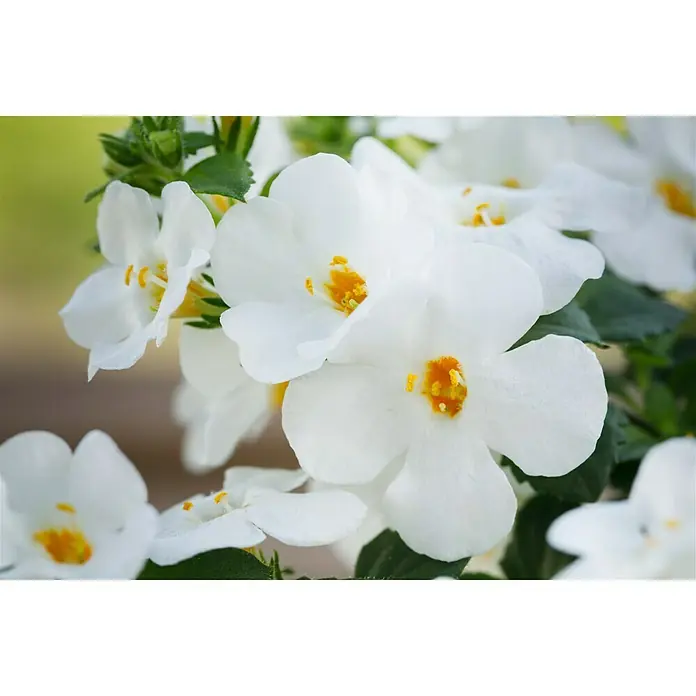 Piardino Schneeflockenblume - Sutera grandiflora, Topfgröße: 10 cm, Weiß - Nahaufnahme von weißen Nemesia-Blüten mit gelben Zentren, die ihre zarte Schönheit und ihren Charme zeigen.