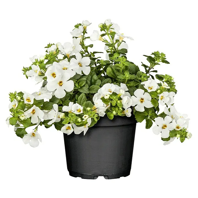 Piardino Schneeflockenblume - Sutera grandiflora, Topfgröße: 10 cm, Weiß - Entzückende Nemesia-Blüten in einem Topf. Die weißen Blüten mit gelben Zentren bilden einen schönen Kontrast zum dunklen Topf.