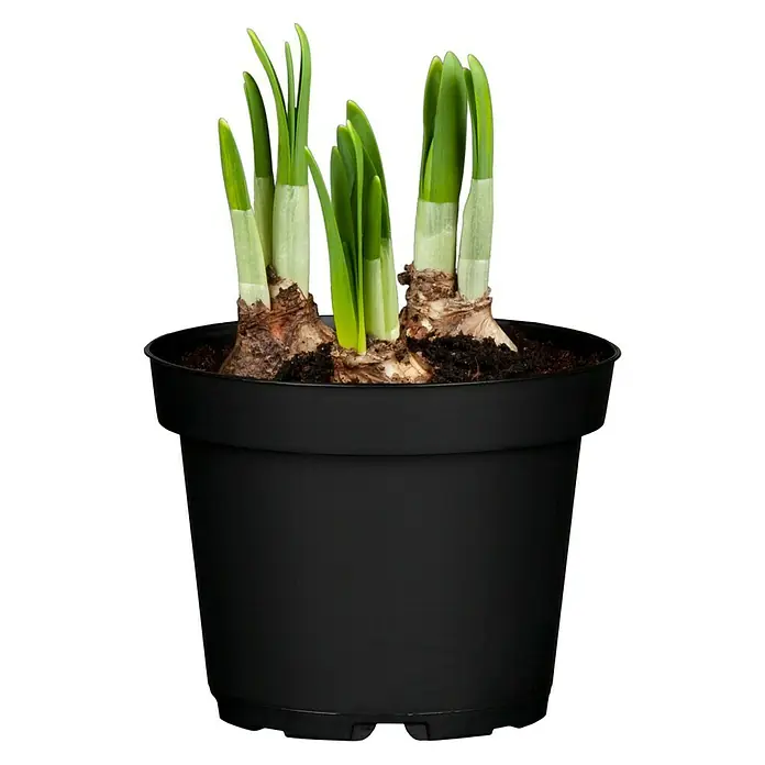 Piardino Frühlingsblumenzwiebeln Narzisse - Narcissus pseudonarcissus 'Tête-à-Tête', 9 cm - Nahaufnahme eines Topfes mit frisch austreibenden Narzissenzwiebeln, die grüne Blätter in einer schwarzen Kunststoffpflanzschale zeigen.