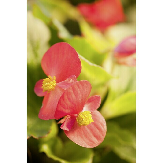 Begonia semperflorens 9  i.F. gem.