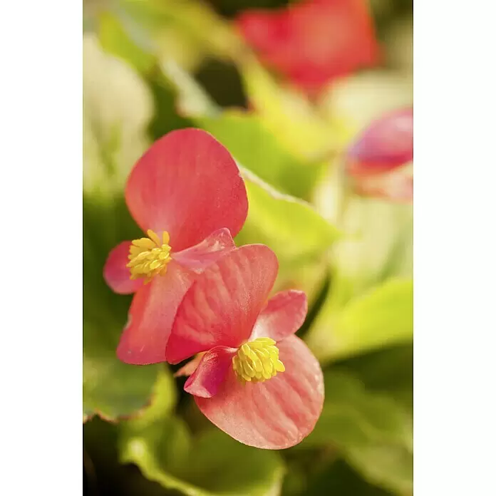 Piardino Begonie -  - Zwei leuchtend rote Begonienblüten mit gelben Zentren, in voller Blüte.