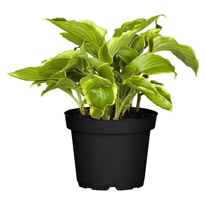 Hosta 5 in Sorten