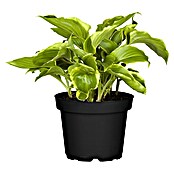 Hosta 5 in Sorten