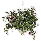 Fuchsia Hybride 25 Ampel i.F. gem.